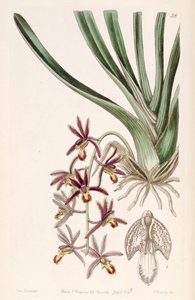 Illustration of Cymbidium bicolor subsp. pubescens (as syn. Cymbidium pubescens)